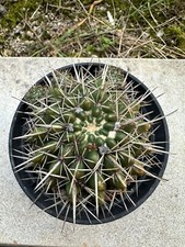 Notocactus submammulosus own usato  Valdastico