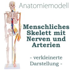 anatomie studium skelett gebraucht kaufen anatomie studium skelett gebraucht kaufen Schwalmstadt