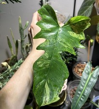 monstera cuttings for sale monstera cuttings for sale Canonsburg