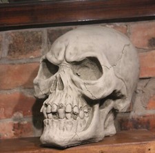 Large concrete skull for sale  SOUTH SHIELDS