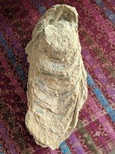 Huitre geante fossilisee d'occasion  Istres