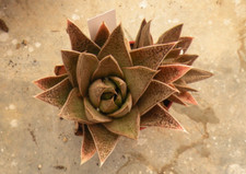 Cactus succulentes caudex d'occasion  Prades