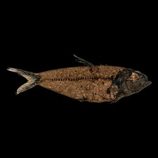 3.8 knightia eocaena for sale  Post Falls
