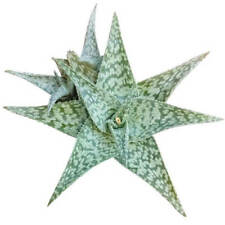 White fox aloe for sale  Lake Forest