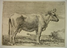 Kuh hohen gras gebraucht kaufen Kuh hohen gras gebraucht kaufen  Bissendorf