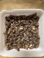 200 live large for sale  Vidalia
