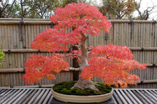 Red japanese maple for sale  Denver