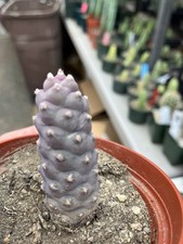 Tephrocactus articulatus papyr for sale  Temecula