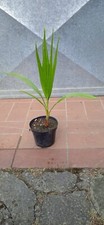 Pianta palma washingtonia usato  Buti