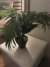 palme kunstpalme gebraucht kaufen palme kunstpalme gebraucht kaufen Solingen