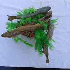 Poissons truites fario d'occasion  Chorges