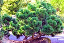 Pinus thunbergii thunderhead for sale  Silverton