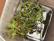 Parrot feather plant for sale Parrot feather plant for sale  BELVEDERE