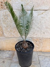 Encephalartos caffer afer usato  Nardo