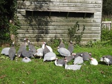 Guinea fowl eggs for sale  BEAWORTHY