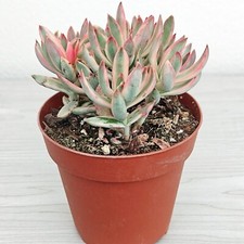 Succulent live plant for sale  San Jose