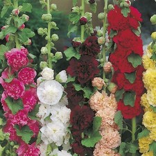 Hollyhock double chaters for sale  BECCLES