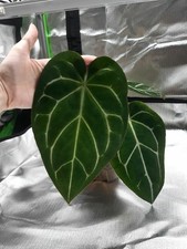 Anthurium crystallinum hybrid for sale  ALFRETON