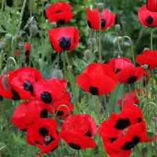 need lady bugs for sale need lady bugs for sale Sevierville