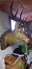testa cervo usato testa cervo usato Villa Santina