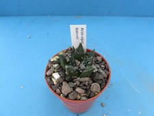 Ariocarpus hintonii 3.5cm for sale  BIRMINGHAM