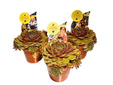 Sempervivum hacombe ruby gebraucht kaufen Sempervivum hacombe ruby gebraucht kaufen  Schwarzenfeld