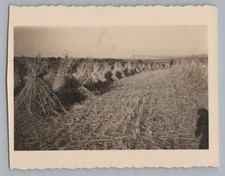 Kornfeld ernte landwirtschaft gebraucht kaufen  Deutschland