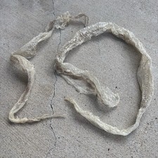 Real ball python for sale  Corpus Christi