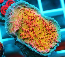 Livid chalice zoanthids for sale  Thousand Oaks