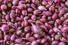Small onion sambar for sale  OXFORD