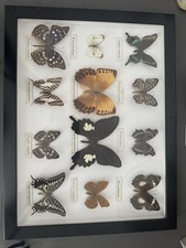 Collection butterflies moths for sale  LONDON