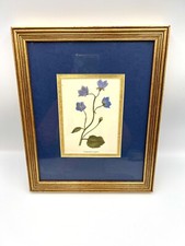 Beautiful lavender campanula for sale  Conyers
