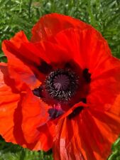 000 graines gros d'occasion  Revigny-sur-Ornain
