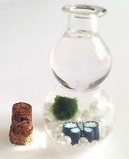 Baby marimo lucky for sale  MANCHESTER