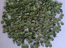 500 vintage green for sale  Grand Rapids
