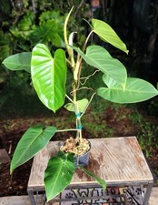 Philodendron green emerald for sale  Hollywood