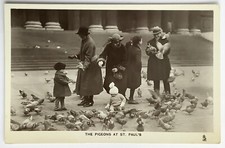 Pigeons st. paul for sale  UK