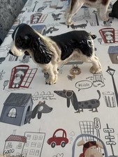 Black white cocker for sale  WORTHING