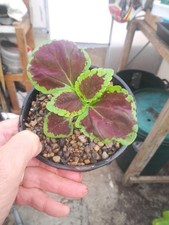 Coleus painted nettle for sale  LLANFAIRPWLLGWYNGYLL