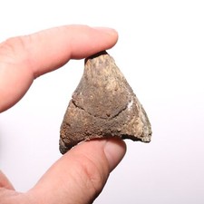 Triceratops eppocipital skull for sale  Scottsdale