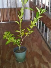 Barbados acerola cherry for sale  Ocala