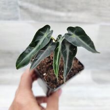 Alocasia bambino alocasia for sale  Reseda