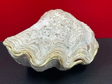 Coquillage gros bénitier d'occasion  Saint-Julien-de-Vouvantes