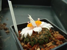 Kaktus kakteen ariocarpus gebraucht kaufen  Deutschland