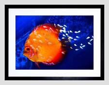 Discus fish ocean for sale  EDINBURGH