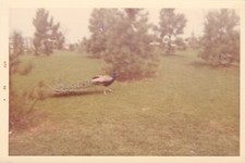 Vintage 1969 color for sale  Allen