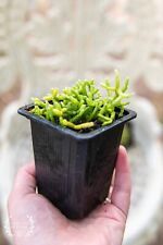 Live plants rhipsalis for sale  PEMBROKE