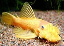 Pack albino ancistrus d'occasion  Expédié en Belgium