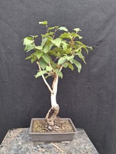 Bonsai betulla usato  Montevarchi
