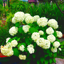 Hydrangea arborescens annabell for sale  NEWTOWNARDS